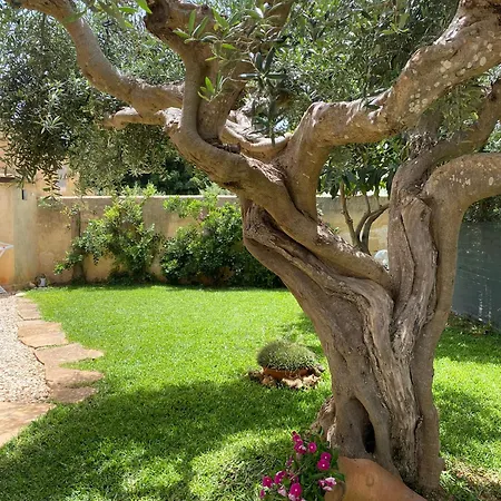 Barbera מרסאלה